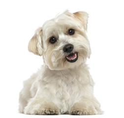 Maltese, lying down, panting, looking at the camera, isolated on white