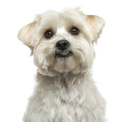 Close-up of a Maltese, looking up, isolated on white