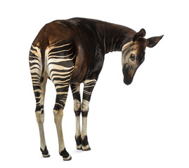 Rear view of an Okapi, looking down attentively, Okapia johnston