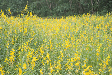 flower and leaf on blurred yellow background