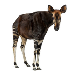 Okapi standing, looking at the camera, Okapia johnstoni, isolate