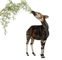 Naklejka na ściany i meble Okapi eating foliage from a branch, Okapia johnstoni, isolated o
