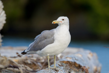 Heringsmöwe (Larus fuscus) am Strand von Port Renfrew auf Vancouver Island, British Columbia, Kanada.
