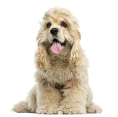 Front view of an American Cocker Spaniel puppy panting, sitting, 6 months old, isolated on white