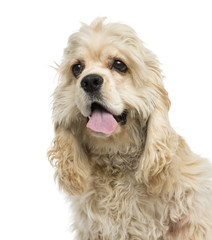 Close-up of an American Cocker Spaniel puppy panting, 6 months old, isolated on white