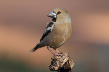 Hawfinch at feeding point