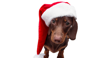 dog and cat and kitens wearing a santa hat