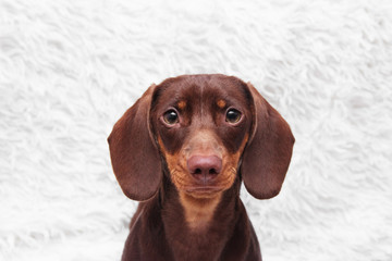 purebred dachshund dog