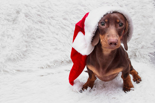 dog and cat and kitens wearing a santa hat