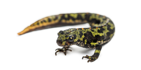 Marbled newt, Triturus marmoratus, isolated on white