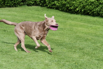 Labrador mit Frisbee