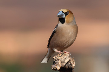 Hawfinch at feeding point