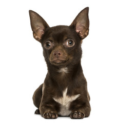 Front view of a Chihuahua lying, 9 months old, isolated on white