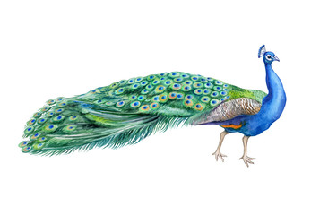 Peacock bird isolated on white background. Watercolor. Illustration. Clip-art. Handmade