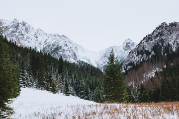 Pine trees dusted with snow, in the background of the mountain