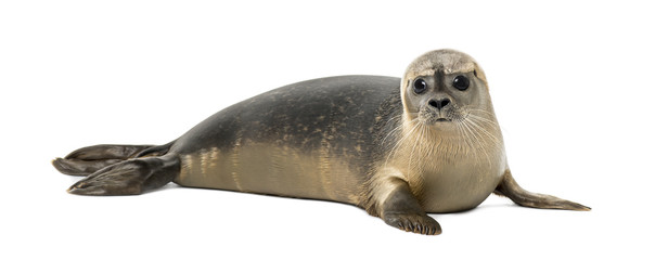 Fototapeta Common seal lying, looking at the camera, Phoca vitulina, 8 months old, isolated on white obraz