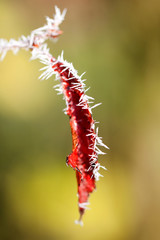 colorful leaves covered with frost. first frost, autumn, winter. Natural, vegetative background, vegetable motif. red autumn leaves