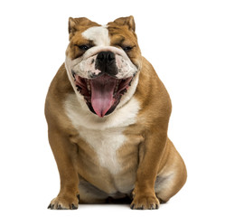 Front view of a English Bulldog yawning, 1 year old, isolated on white