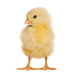 Chick 8 days old, isolated on white