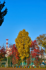 Naklejka premium 校庭の紅葉