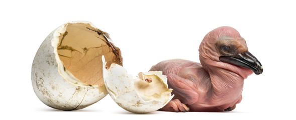 Dalmatian Pelican, Pelecanus crispus, 24 hours old, next to the egg from which he hatched out