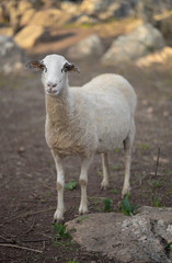 Naklejka premium Mediterranean Sheep in evening light.