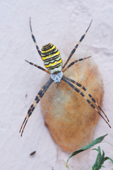 A spider with a striped abdomen protects its cocoon