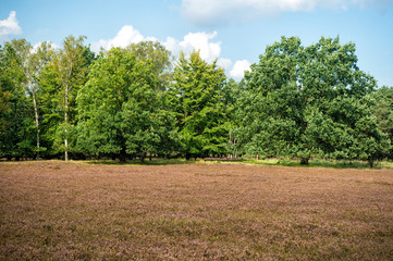 Obraz premium Heathland with flowering common heather