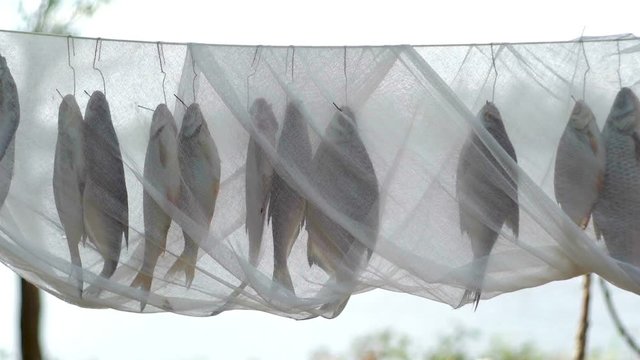 Drying salt fish under cheesecloth hanging on rope in outdoors