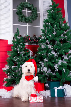 Decorated west highland white terrier dog as symbol of 2018 New Year with red bow tie, decorative bows and santa hat and green christmas pine tree with gifts on background