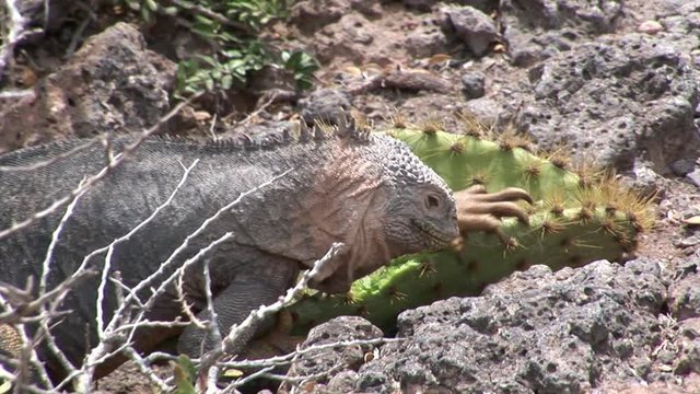 Huge Iguana eating cactus on rocky coast of Galapagos Islands. Amazing reptiles like dinosaurs. Wildlife animals. Nature of Ecuador. Herbivorous inhabitants of ocean.