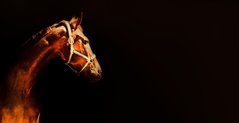 Bay horse portrait over a black background. Close-up beautiful horse head isolated on dark...