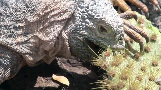 Iguana eats cactus close-up on rocky coast of Galapagos Islands. Amazing reptiles like dinosaurs. Wildlife animals. Nature of Ecuador. Herbivorous inhabitants of ocean.