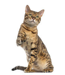 Bengal (11 months old) sitting, pawing and looking away