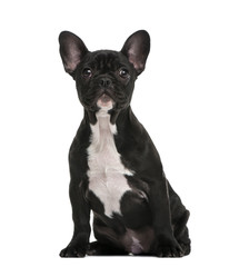 French Bulldog puppy (3 months old)