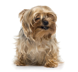 Yorkshire Terrier making a face (2 years old)