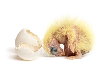 Cockatiel next to the egg from which he hatched out, 2 days old,