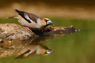 Hawfinch at feeding point