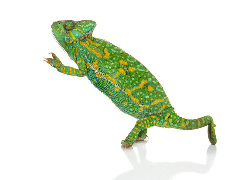 Yemen chameleon on hind legs - Chamaeleo calyptratus - isolated