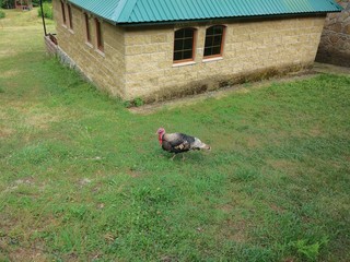 Turkey on the walk, 2017