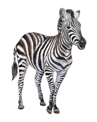Zebra isolated on white background. Watercolor. Illustration. Picture. Clip-Art. Close-up. Handmade - obrazy, fototapety, plakaty