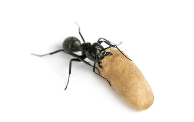 Carpenter ant, Camponotus vagus, carrying an egg