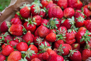 basket with strawberries in garden
