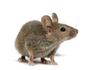 Fototapeta premium Drewniana mysz przed białym tłem