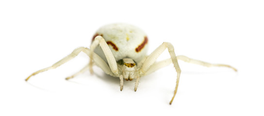 Golden Crab Spider, Misumena vatia in front of a white backgroun