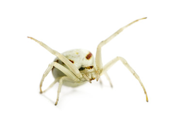 Golden Crab Spider, Misumena vatia in front of a white backgroun