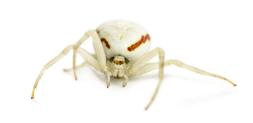 Golden Crab Spider, Misumena vatia in front of a white backgroun