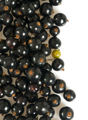 black currant isolated