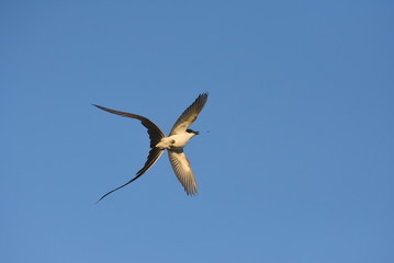 Planeando para comer / Eating fly