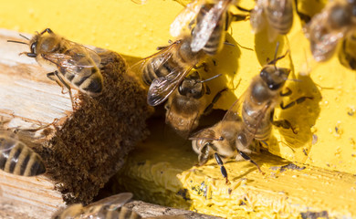 Obraz premium Closeup of a beehive